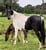 Annuncio cavallo