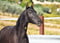 Horse ad