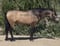 Horse ad
