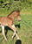Annuncio cavallo