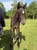Horse ad