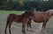 Horse ad
