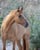 Horse ad