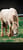Annuncio cavallo
