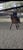 Annuncio cavallo