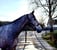 Horse ad
