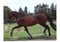 Horse ad