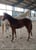 Horse ad