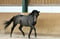 Horse ad