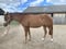 Horse ad