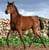 Horse ad