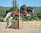 Annuncio cavallo