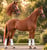 Horse ad