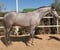 Horse ad