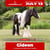 Paardadvertentie
