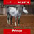 Horse ad