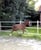 Annuncio cavallo