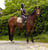 Annuncio cavallo