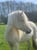 Annonce cheval