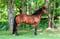 Annuncio cavallo