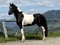 Horse ad