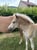 Annuncio cavallo