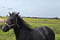 Annonce cheval