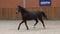 Annuncio cavallo