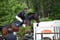 Horse ad