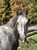 Horse ad