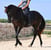 Horse ad