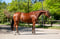 Anuncio de caballos