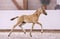 Annuncio cavallo