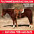 Horse ad