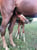 Horse ad