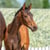 Annuncio cavallo
