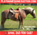 Horse ad