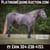 Annuncio cavallo