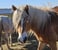 Horse ad