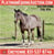 Horse ad