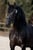 Annuncio cavallo