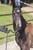 Horse ad