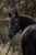 Annuncio cavallo