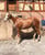 Anuncio de caballos