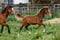 Horse ad