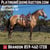 Horse ad