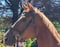 Annuncio cavallo