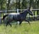 Horse ad