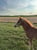 Horse ad