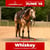 Annuncio cavallo